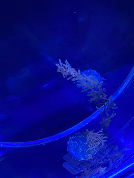 名古屋港水族館に投稿された画像（2026/8/11）