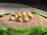 ヨコハマ恐竜展２０２６～恐竜の食卓大図鑑～に投稿された画像（2026/8/11）