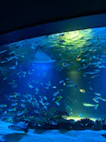 サンシャイン水族館に投稿された画像（2026/8/11）
