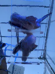 サンシャイン水族館に投稿された画像（2026/8/11）