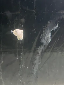 のとじま水族館に投稿された画像（2026/8/11）