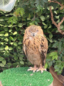 掛川花鳥園に投稿された画像（2026/8/11）