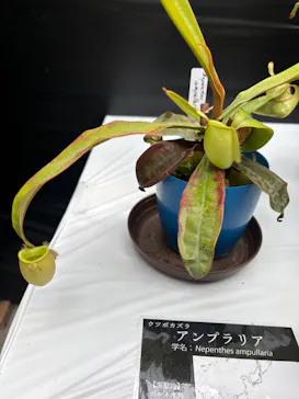掛川花鳥園に投稿された画像（2026/8/11）