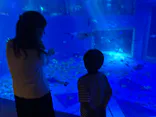 のとじま水族館に投稿された画像（2026/8/11）