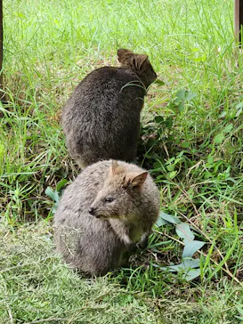 こども動物自然公園（埼玉県公園緑地協会）に投稿された画像（2026/8/11）