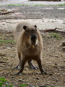 こども動物自然公園（埼玉県公園緑地協会）に投稿された画像（2026/8/11）