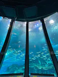 横浜・八景島シーパラダイスに投稿された画像（2026/8/11）