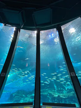 横浜・八景島シーパラダイスに投稿された画像（2026/8/11）