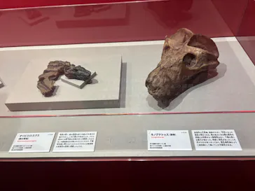 特別展　大絶滅展に投稿された画像（2026/8/11）