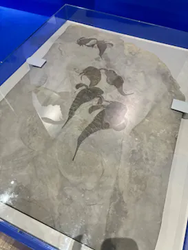 特別展　大絶滅展に投稿された画像（2026/8/11）