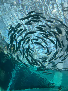 名古屋港水族館に投稿された画像（2026/8/11）