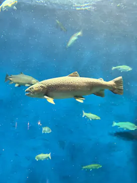 サケのふるさと 千歳水族館に投稿された画像（2026/8/11）