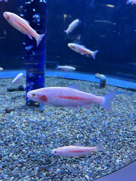 サケのふるさと 千歳水族館に投稿された画像（2026/8/11）