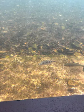 サケのふるさと 千歳水族館に投稿された画像（2026/8/11）