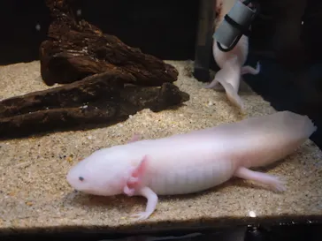 しながわ水族館に投稿された画像（2026/8/11）