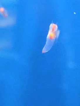 しながわ水族館に投稿された画像（2026/8/11）