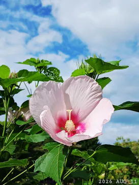 万博記念公園に投稿された画像（2026/8/11）