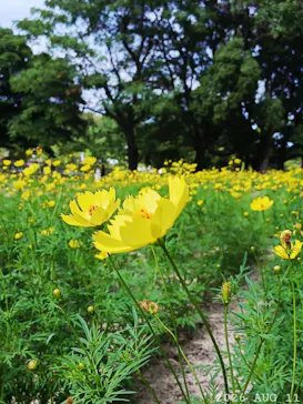 万博記念公園に投稿された画像（2026/8/11）