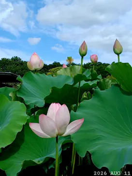 万博記念公園に投稿された画像（2026/8/11）