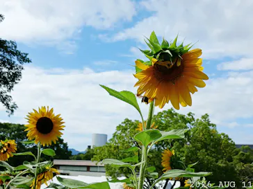 万博記念公園に投稿された画像（2026/8/11）