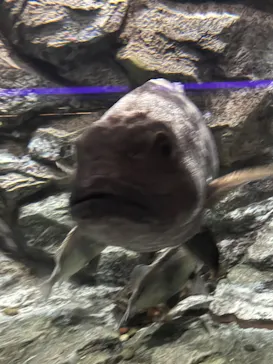 しながわ水族館に投稿された画像（2026/8/11）