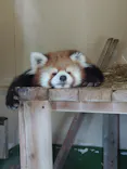 東武動物公園に投稿された画像（2026/8/11）