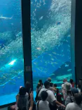 横浜・八景島シーパラダイスに投稿された画像（2026/8/11）