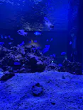 ゼロ距離水族館 伊勢シーパラダイスに投稿された画像（2026/8/11）