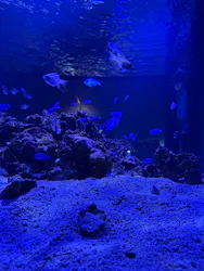 ゼロ距離水族館 伊勢シーパラダイスに投稿された画像（2026/8/11）