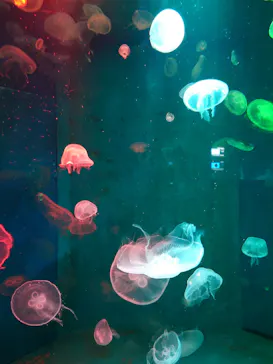みやじマリン宮島水族館に投稿された画像（2026/8/11）