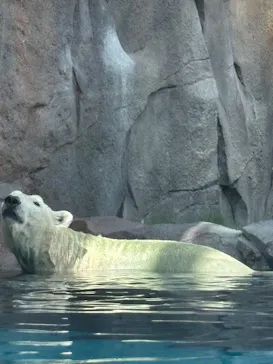 天王寺動物園に投稿された画像（2026/8/11）