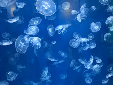 葛西臨海水族園に投稿された画像（2026/8/11）