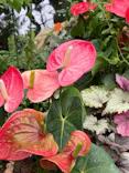 BOTANICA MUSEUMに投稿された画像（2026/8/11）