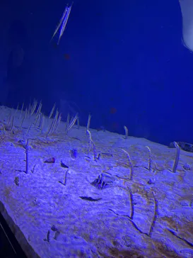 仙台うみの杜水族館に投稿された画像（2026/8/11）