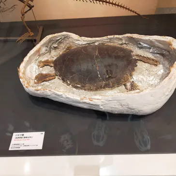 特別展　大絶滅展に投稿された画像（2026/8/11）
