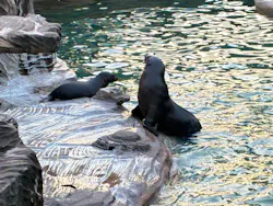 名古屋市東山動植物園に投稿された画像（2026/8/11）
