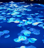 すみだ水族館に投稿された画像（2026/8/11）