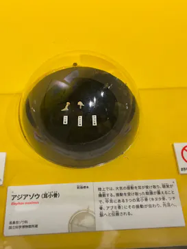 特別展「いきもの超ワールド展　国立科学博物館×ダーウィンが来た！」（国立科学博物館）に投稿された画像（2026/8/11）