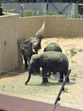 天王寺動物園に投稿された画像（2026/8/11）