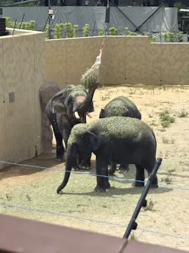 天王寺動物園に投稿された画像（2026/8/11）