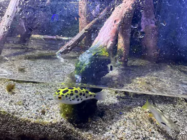 上越市立水族博物館 うみがたりに投稿された画像（2026/8/11）