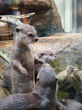 仙台うみの杜水族館に投稿された画像（2026/8/11）