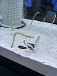 すみだ水族館に投稿された画像（2026/8/11）