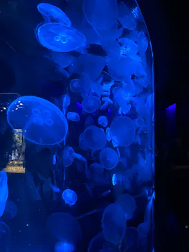 京都水族館に投稿された画像（2026/8/11）