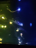 サンシャイン水族館に投稿された画像（2026/8/11）