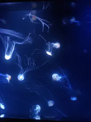 サンシャイン水族館に投稿された画像（2026/8/11）