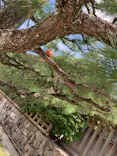 勝尾寺に投稿された画像（2026/8/11）