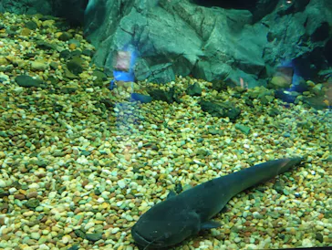 滋賀県立琵琶湖博物館に投稿された画像（2026/8/11）