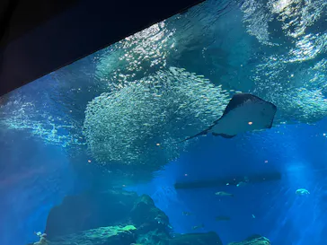 仙台うみの杜水族館に投稿された画像（2026/8/11）