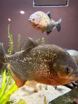 世界淡水魚園水族館　アクア・トトぎふに投稿された画像（2026/8/11）